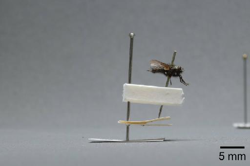 Sarcophaga (Myorhina) nigriventris Meigen, 1826 - 015092055_lateral