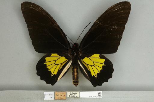 Troides oblongomaculatus bandensis Pagenstecker, 1904 - 013747999__1233464