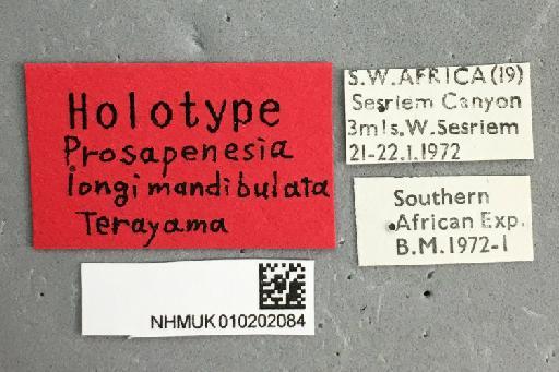 Prosapenesia longimandibulata Terayama, M., 2004 - NHMUK010202084_Prosapenesia_longimandibulata_labels_1
