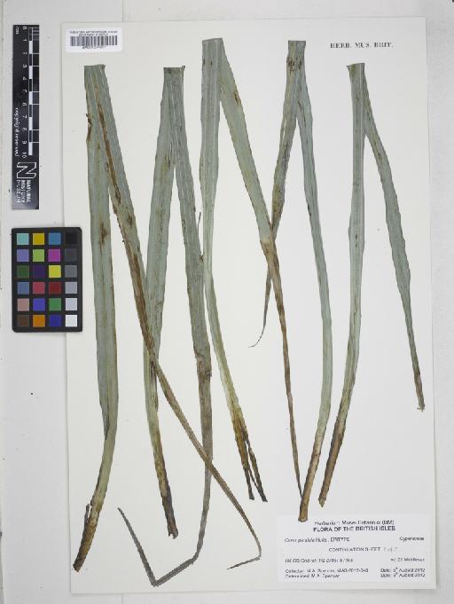 Carex pendula Huds. - 001074531
