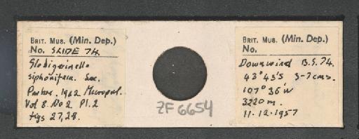 Globigerinella siphonifera (d'Orbigny, 1839) - ZF6654.jpg
