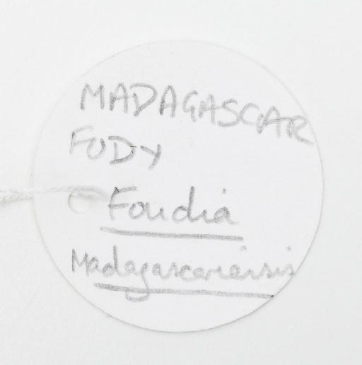 Foudia madagascariensis (Linnaeus, 1766) - N1997