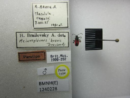 Melanopleurus brevis Brailovsky, 1975 - Melanopleurus brevis-BMNH(E)1240228-Paratype male dorsal & labels