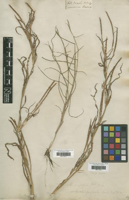 Hemarthria compressa (L.f.) R.Br. - BM001209933