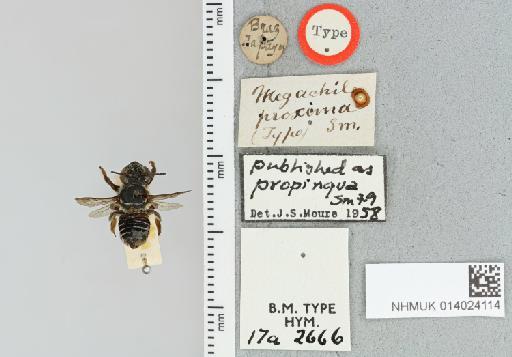 Megachile (Leptorachis) propinqua Smith, F., 1879 - 014024114_837885_441898-