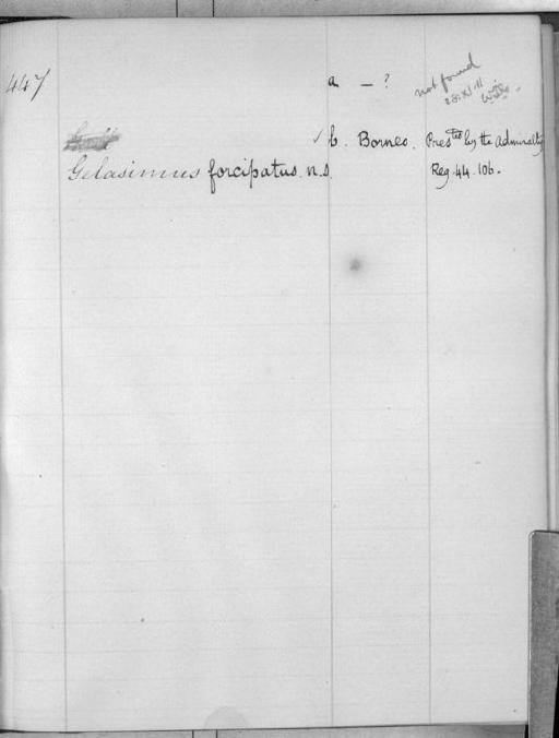 Gelasimus marionis forcipatus var. forcipatus subsection Thoracotremata section Eubrachyura - Zoology Accessions Register: White's Catalogue of Crustacea II: page 447