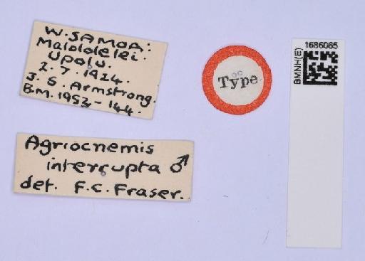 Agriocnemis interrupta Fraser, 1927 - BMNHE_1686065-Agriocnemis_interrupta-labels