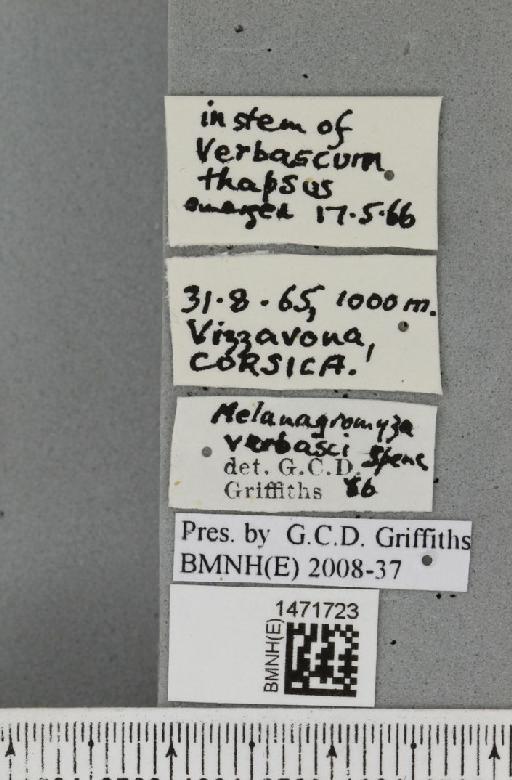 Melanagromyza verbasci Spencer, 1957 - BMNHE_1471723_label_46719