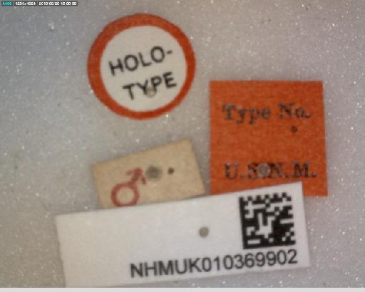 Telodytes analis Aldrich, 1934 - Telodytes analis HT labels 2