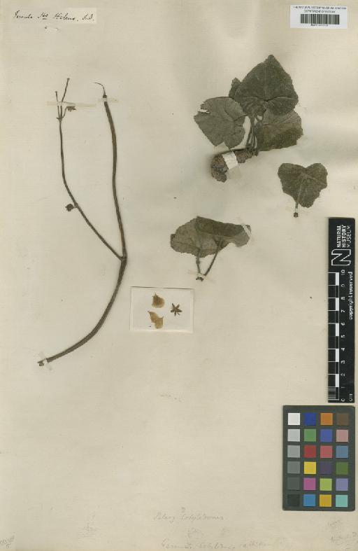 Geranium cotyledonis L. - BM001217734