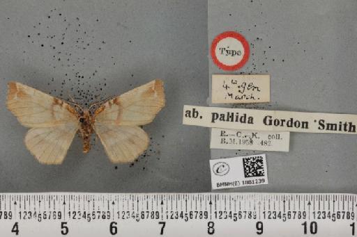 Selenia dentaria ab. pallida Smith, 1950 - BMNHE_1881239_a_446555