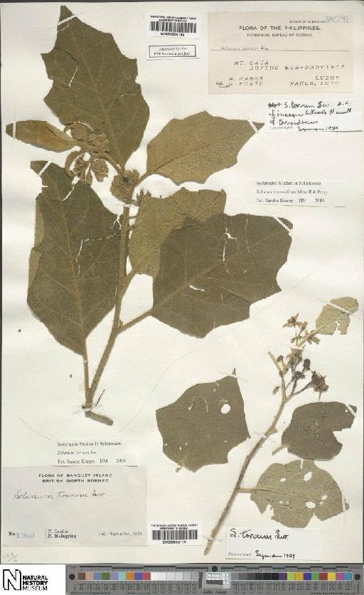 Solanum torvoideum Merr. & L.M.Perry - BM000886180