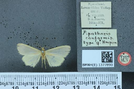 Apothosia conformis Hampson, 1918 - BMNH(E) 1377890 Apothosia conformis Hampson holotypus