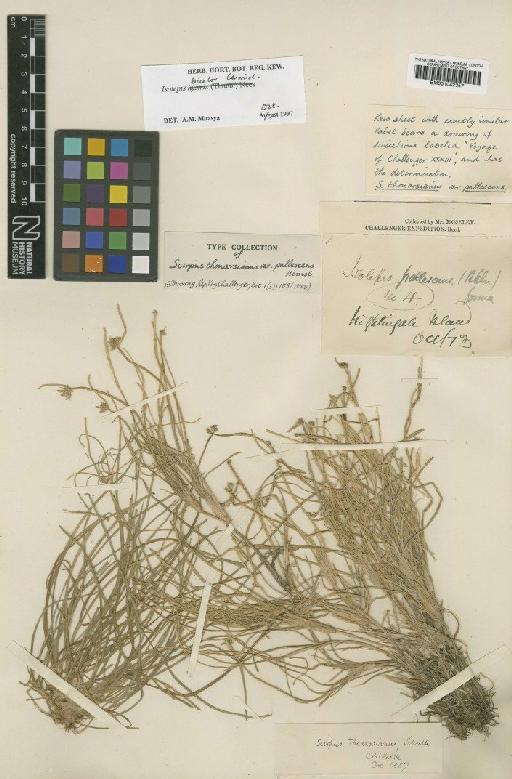 Isolepis bicolor Carmich. - BM001042357