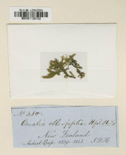 Pendulothecium oblongifolium (Hook.f. & Wilson) Enroth & S.He - BM001108100