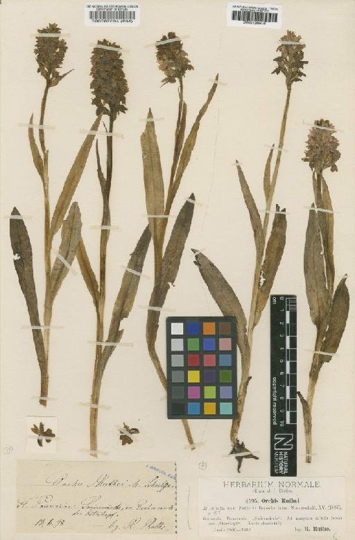 Dactylorhiza traunsteineri (Saut. ex Rchb.f.) Soó - BM001066478