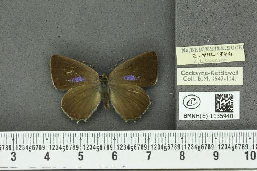 Neozephyrus quercus ab. obsoleta Tutt, 1907 - BMNHE_1135940_94064