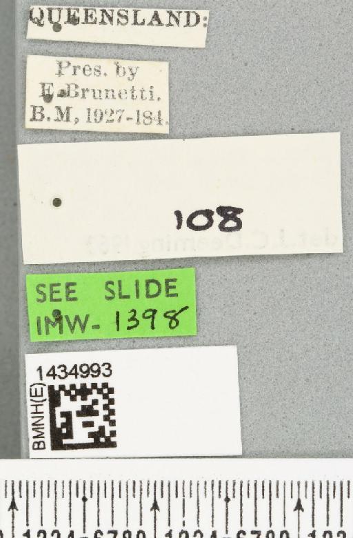 Bactrocera (Bactrocera) bryoniae (Tryon, 1927) - BMNHE_1434993_a_label_28458