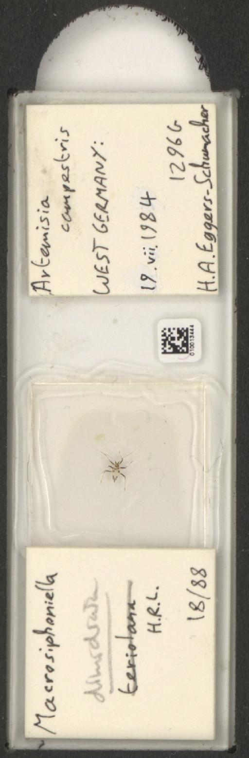 Macrosiphoniella dimidiata Börner, 1942 - 010013444_112659_1094720