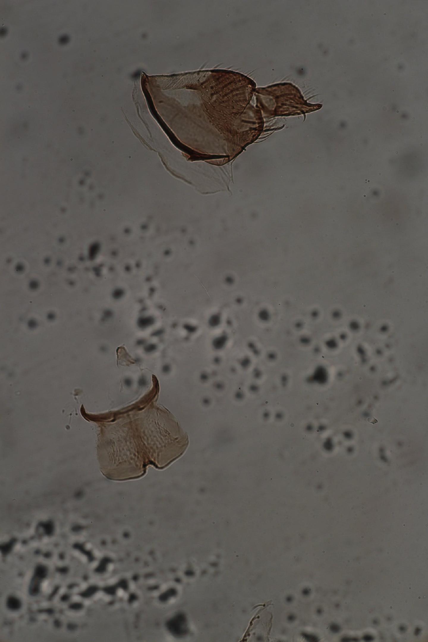Simulium neavei