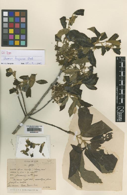 Quercus kingiana Craib - BM000839292