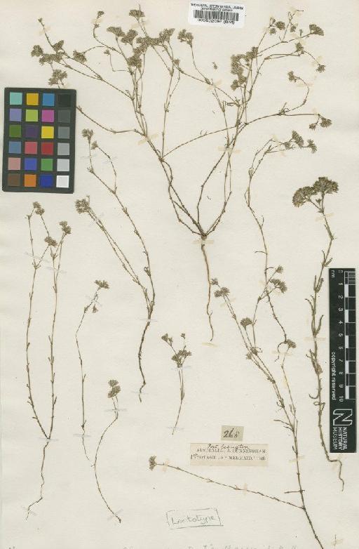 Polycarpaea breviflora var. gracilis (Benth.) Pedley - BM000522096