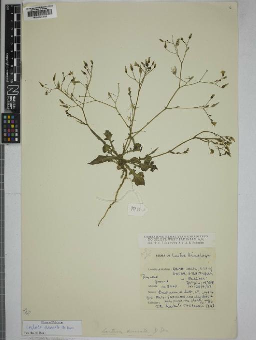 Lactuca dissecta D.Don - 000802843