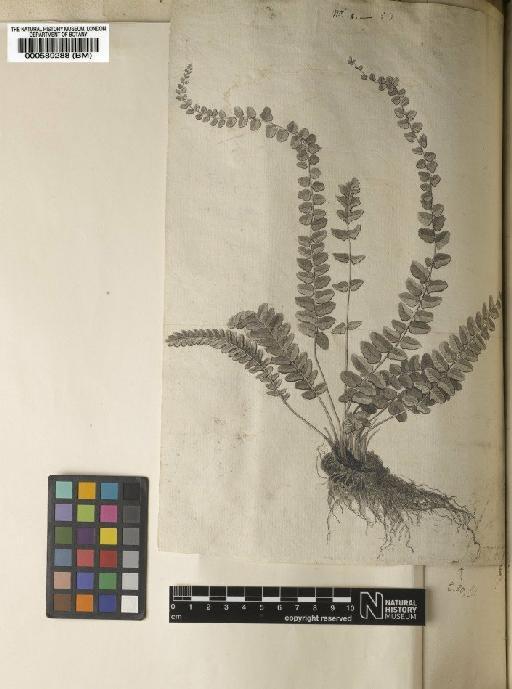 Polypodium reptans J.F.Gmel. - BM000589288