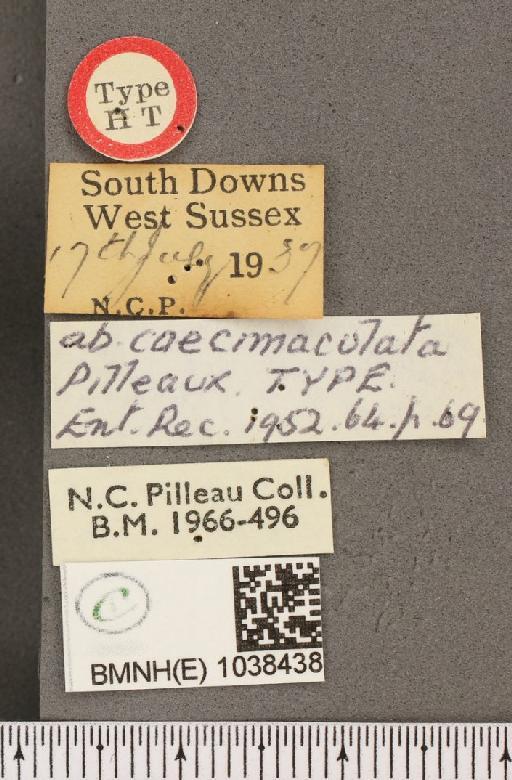 Aphantopus hyperantus ab. caecimaculata Pilleau, 1952 - BMNHE_1038438_label_43264