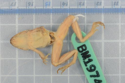 Rana minica - Image of specimen 1974.5121
