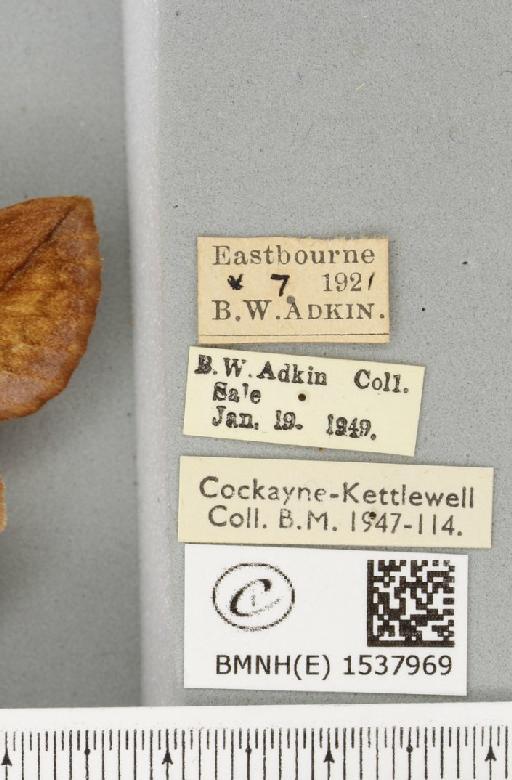 Euthrix potatoria ab. diminuta Tutt, 1902 - BMNHE_1537969_label_198107