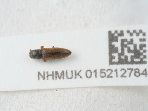 Agriotes pallidulus (Illiger, 1807) - 015212784_2