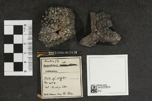 Goniopholididae Cope, 1879 - 010033507_L010093013