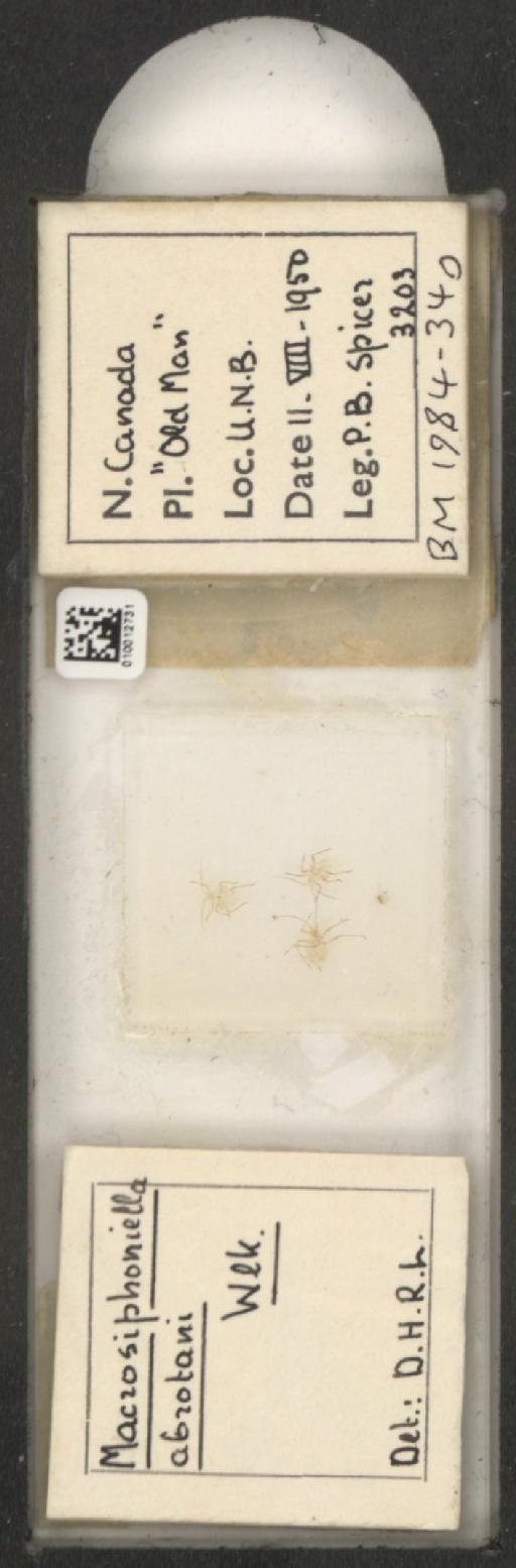 Macrosiphoniella abrotani Walker, 1852 - 010012731_112658_1094710