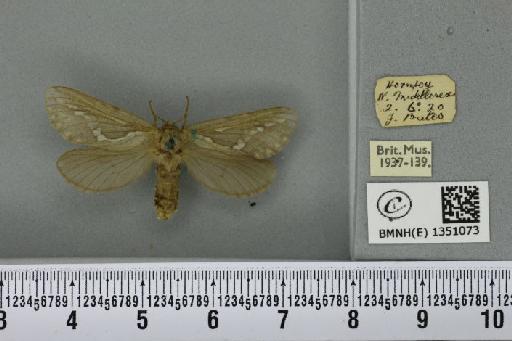 Korscheltellus lupulina ab. dacicus Caradja, 1893 - BMNHE_1351073_186192