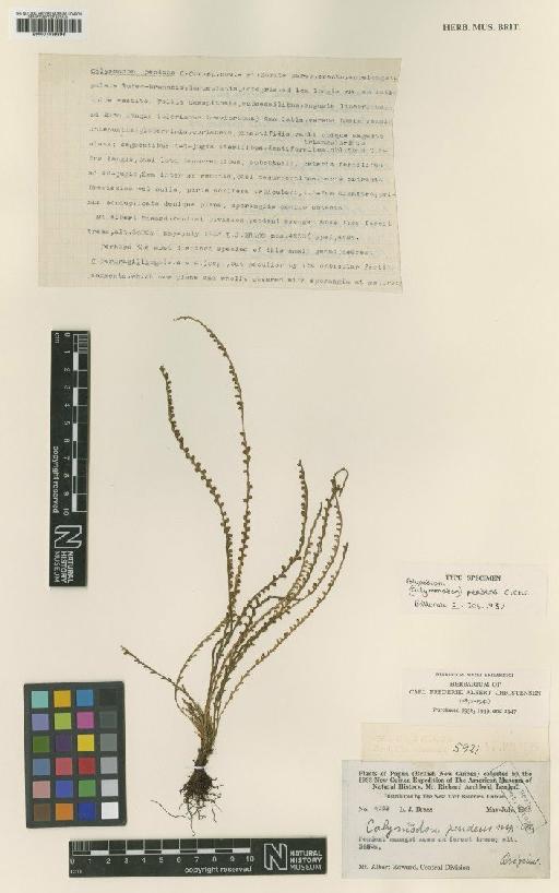 Calymmodon atrichus Copel. - BM001039896