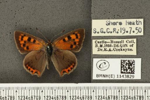 Lycaena phlaeas eleus ab. suffusa Tutt, 1896 - BMNHE_1143829_108350