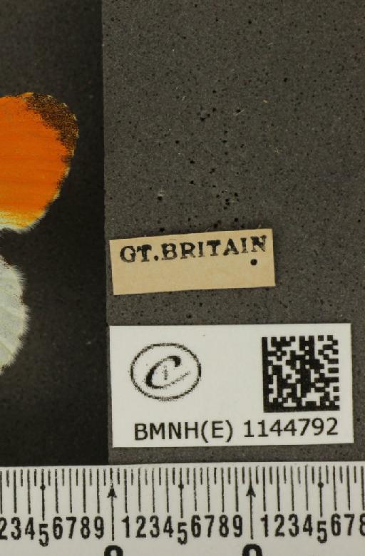 Anthocharis cardamines britannica Verity, 1908 - BMNHE_1144792_label_98874