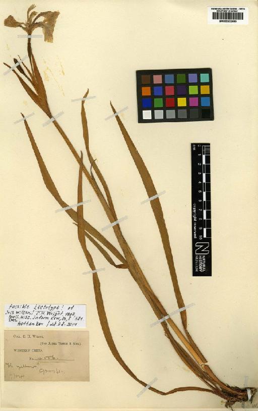 Iris wilsonii C.H.Wright - BM000832589