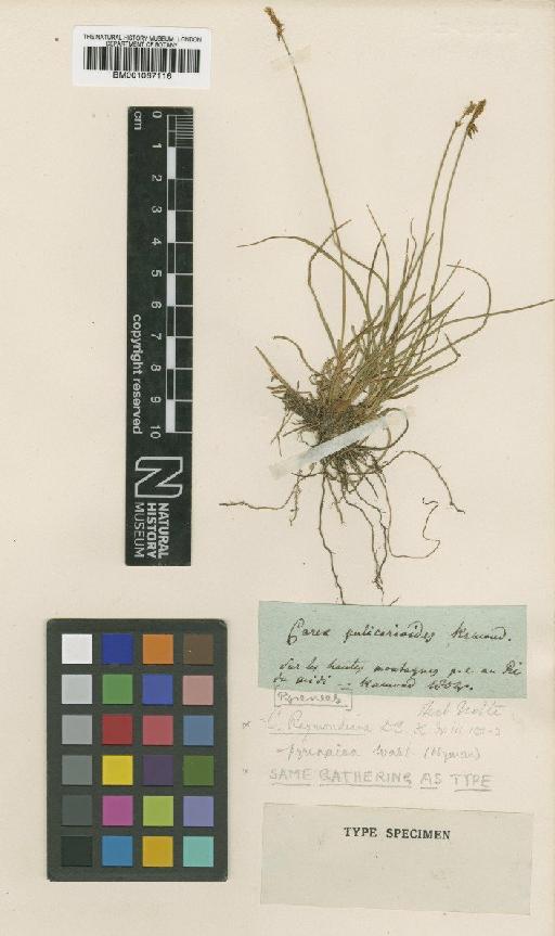 Carex pyrenaica Wahlenb. - BM001067116