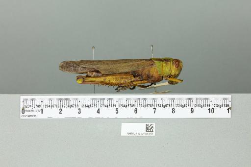 Valanga nigricornis sumatrensis Uvarov, 1923 - 012498441_reverse(1)