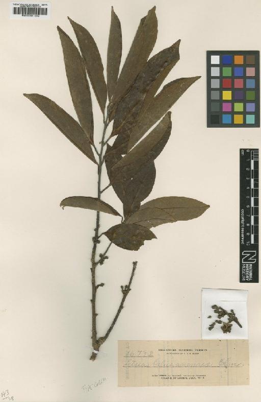 Litsea bulusanensis Elmer - BM000951063