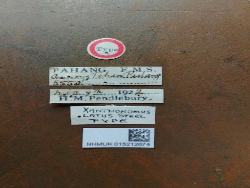 Xanthonomus latus Steel, 1955 - Xanthinomus latus holotype labels(1)