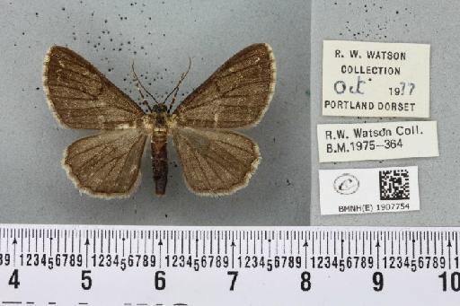 Peribatodes rhomboidaria (Denis & Schiffermüller, 1775) - BMNHE_1907754_470701