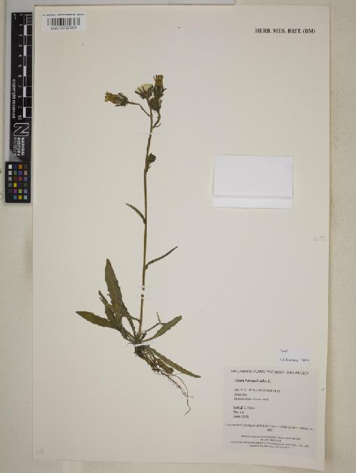 Picris hieracioides L. - BM013722003