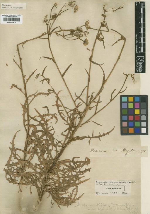 Andryala cheiranthifolia subvar. runcinata Lowe - BM000829755