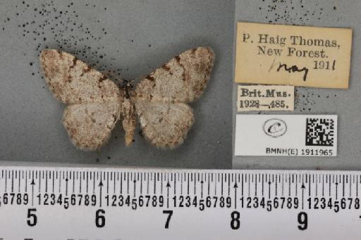 Aethalura punctulata (Denis & Schiffermüller, 1775) - BMNHE_1911965_484956
