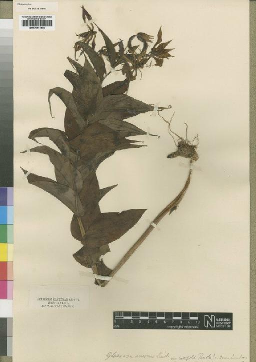 Gloriosa virescens var. latifolia Rendle - BM000911882
