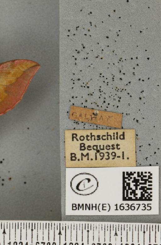 Deilephila porcellus (Linnaeus, 1758) - BMNHE_1636735_label_206868