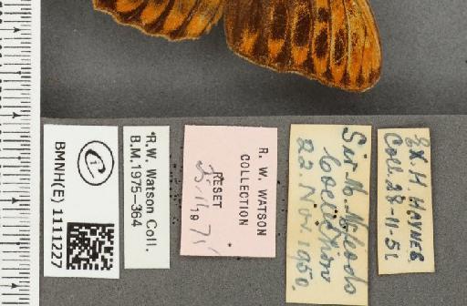 Argynnis paphia ab. ocellata Frings, 1902 - BMNHE_1111227_label_66019